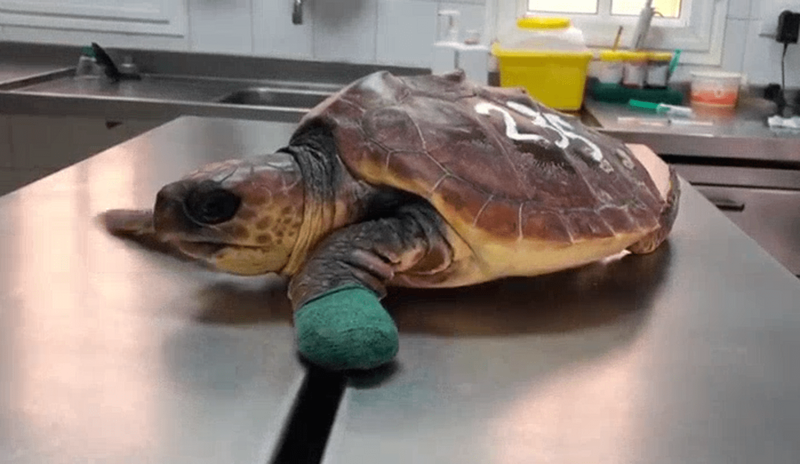 El Centro de Recuperación de Fauna Silvestre recibe cerca de 40 tortugas al año, la mayoría por enmallamiento (Foto TA)